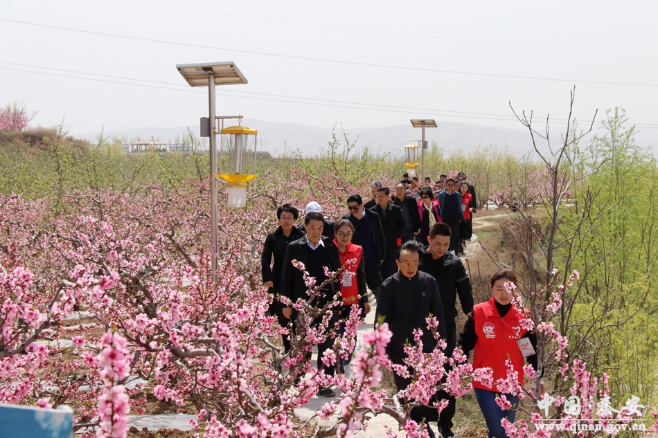 【秦安桃花会】老将军走进桃园踏青赏花泼墨写花